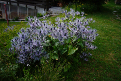 Blumenwelt | world of flowers